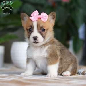 Faith, Pembroke Welsh Corgi Puppy